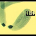 Ethel – Red Hook Summer