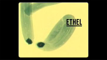 Ethel – Red Hook Summer